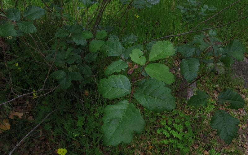 Pacific Poison Oak along the creek trail.