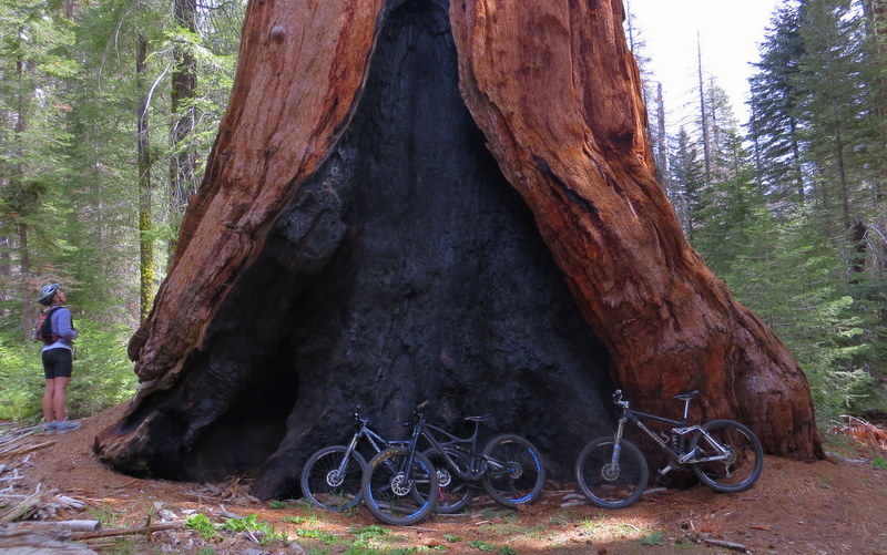 If simply riding among these ancient giants in Sequoia National Monument wasn't enough, the trail is also super fun!