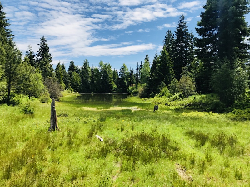 Frog Pond Connector Mountain Biking Trail Cle Elum