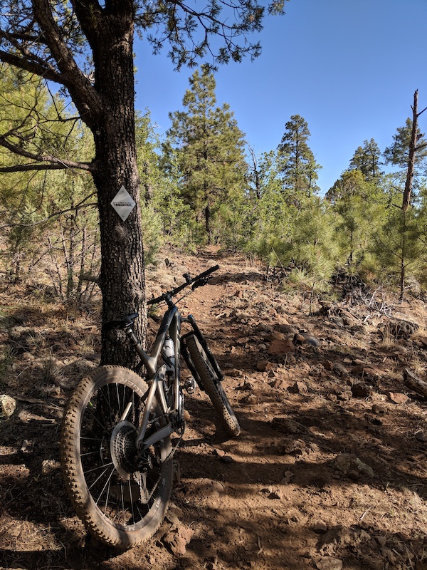 Blue Ridge Multi Trail - Pinetop-Lakeside, Arizona