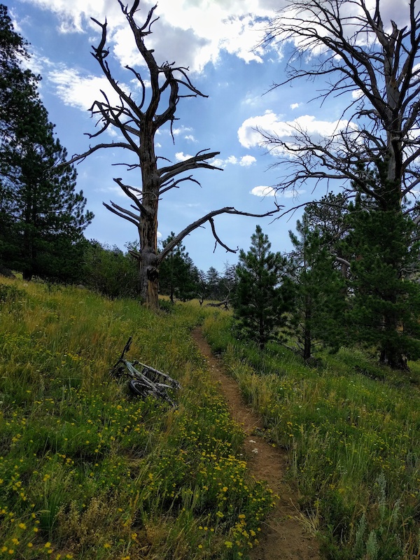 Red Feather Lakes, Red Feather Lakes Mountain Biking Trails Trailforks