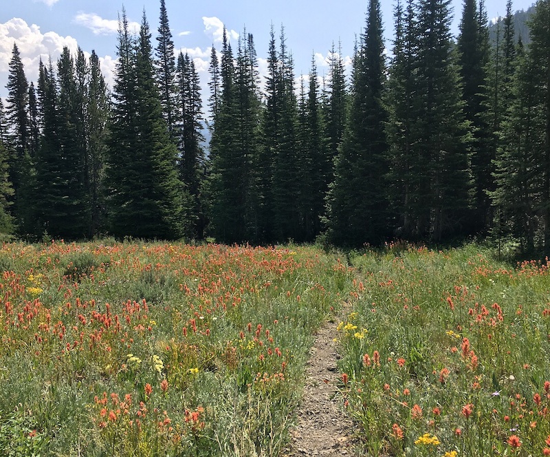 Apollo Creek Horseback Trail Baker, Ketchum, Idaho