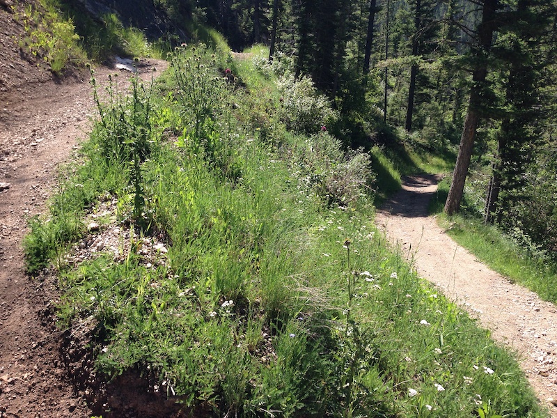 Bear Canyon Multi Trail Bozeman, Montana Trailforks