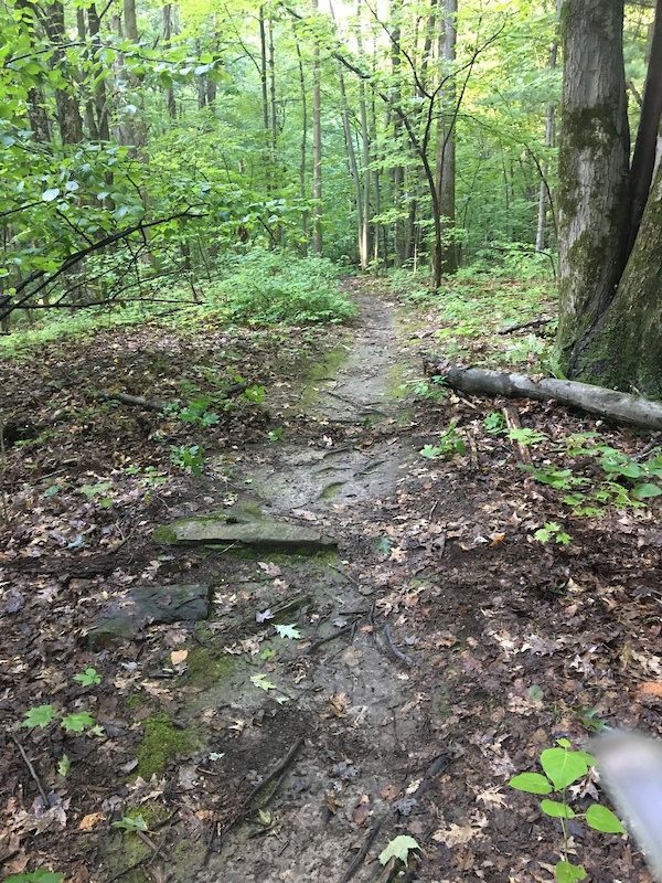 Mr. Twisty Multi Trail - Albany, New York | Trailforks