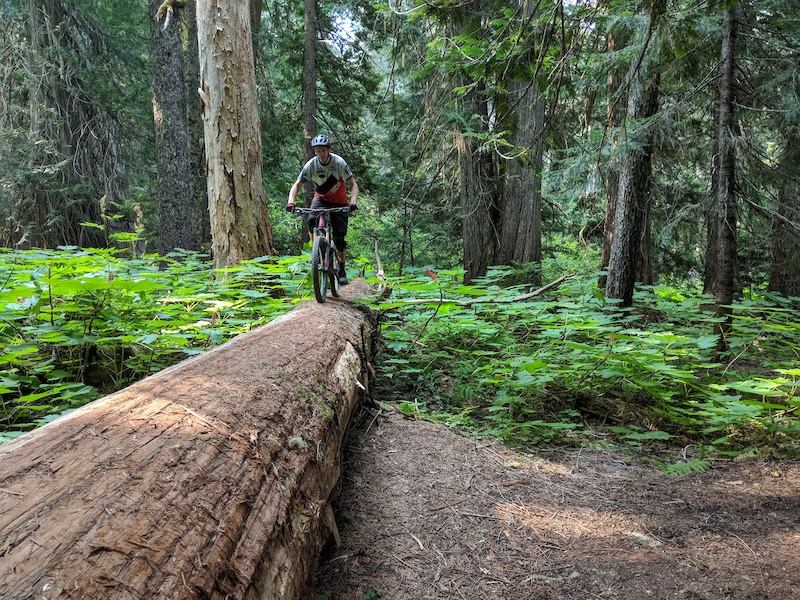 Ancient Cedars Loop Hiking Trail - Whistler, BC