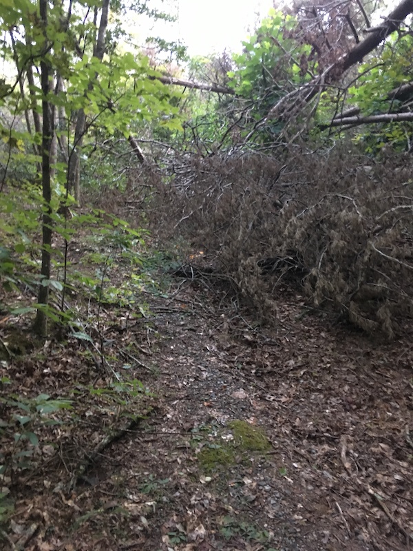 Glenn C. Hilton, Jr. Memorial Park, Hickory Mountain Biking Trails ...