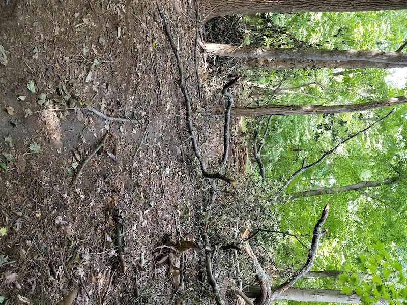 Charcoal Mountain Biking Trail Yonkers, New York