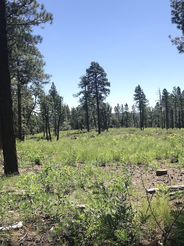 Soldiers Trail Multi Trail Flagstaff, Arizona