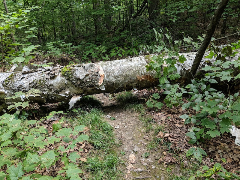 Dragon's Tail Mountain Biking Trail Hinesburg, Vermont