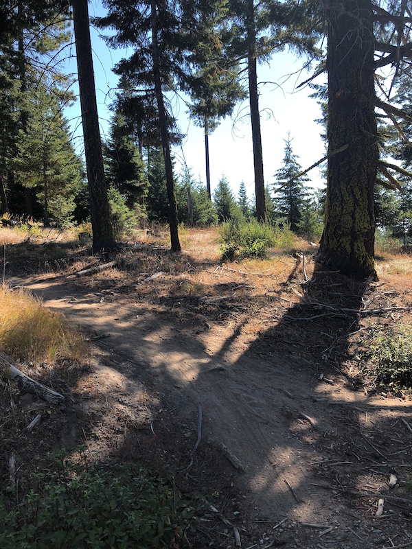Upper Rat Pac Mountain Biking Trail Roslyn, Washington