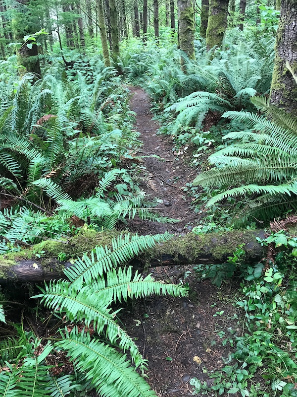 Anaconda Mountain Biking Trail Maple Valley, Washington