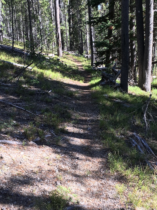 Elk Creek Mountain Biking Trail - Wisdom, Montana