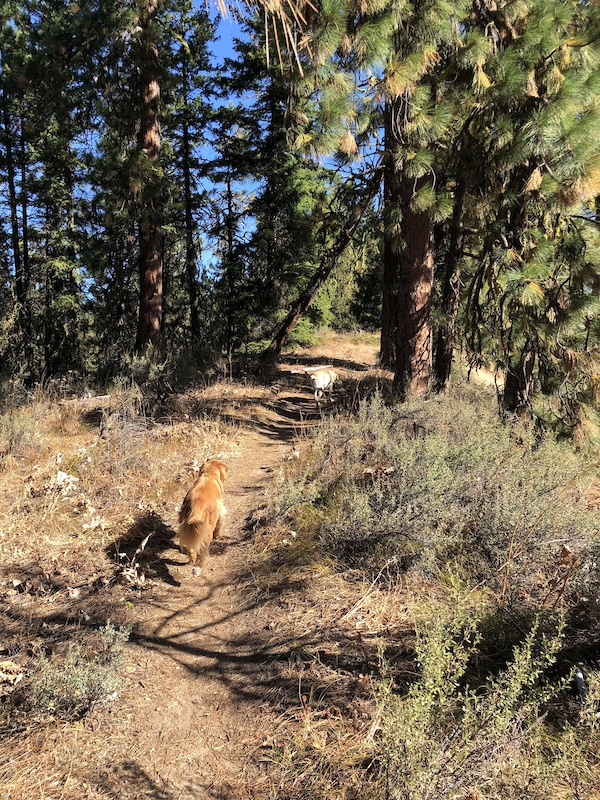 Sauer's Mountain Trail Hiking Trail Leavenworth, WA