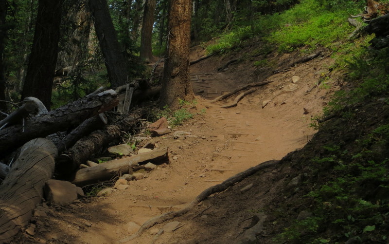 The trail heads right into thick pine forest with a few more rooty uphill sections until you reach the top.
