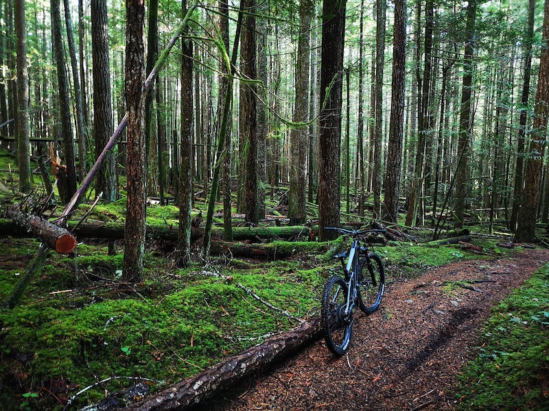 Gnome mountain biking trail  bk roberts creek bc