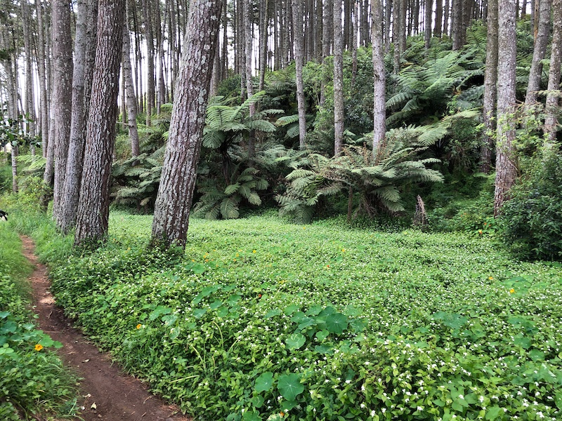 Puni mountain sale bike track