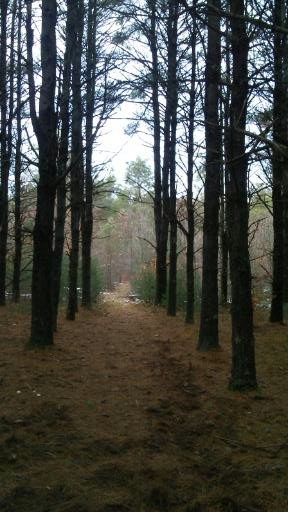 Traversing pine needles in a small forest of perfect rows of Jack Pines.