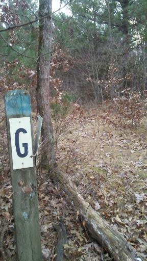 G post on the well groomed G-H trail in the Allegan State Game Area.
