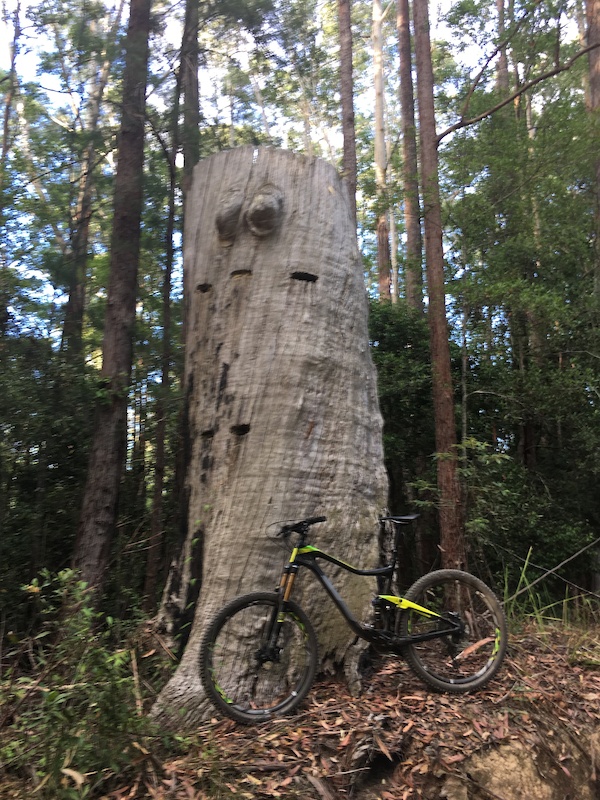 gosford mtb trails