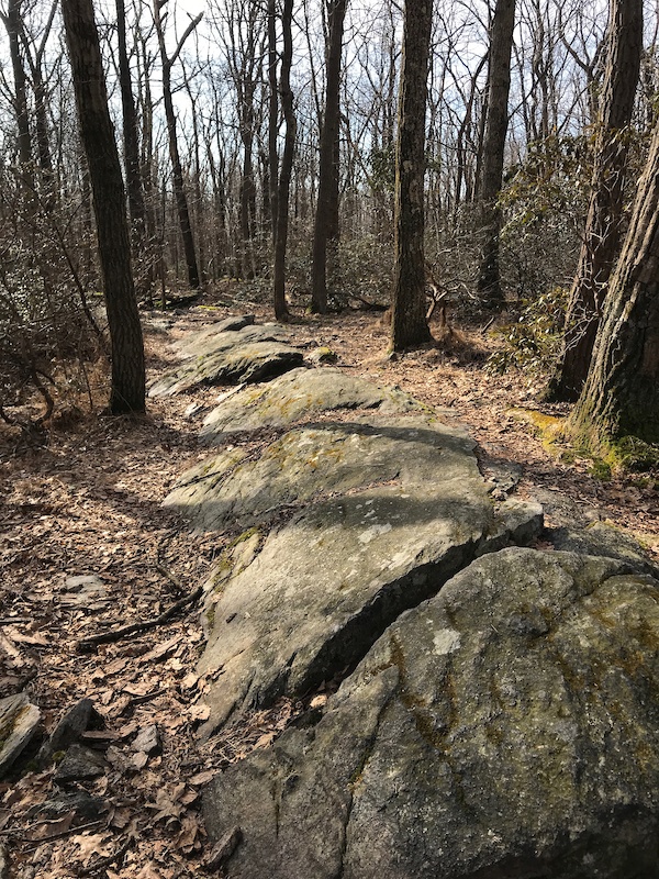 Yellow Trail 1 Mountain Biking Trail Frederick, MD