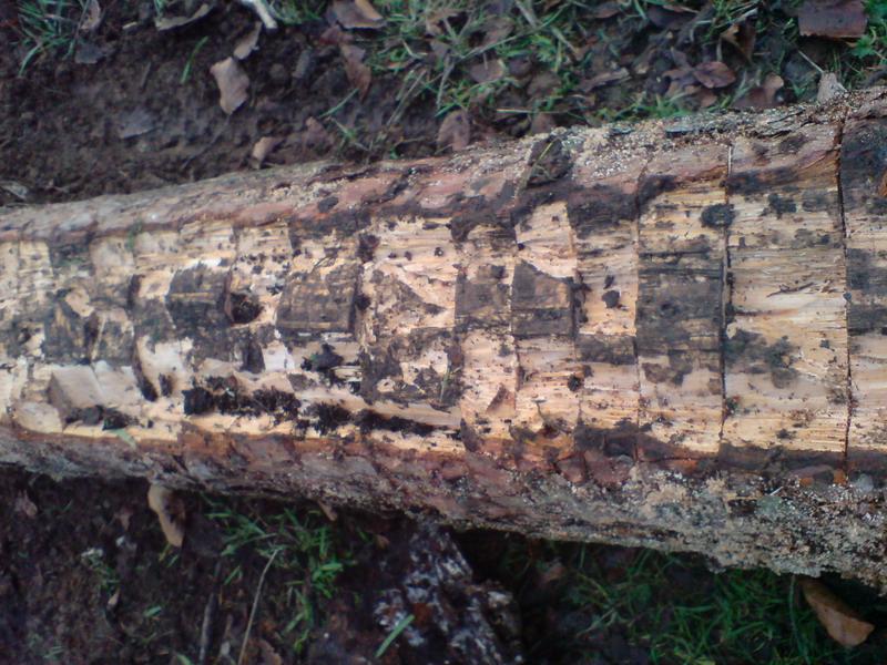 New log surface test