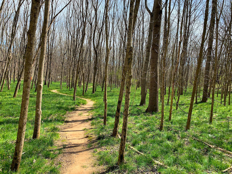 Call Farm Loop Mountain Biking Trail - Wilkesboro, NC