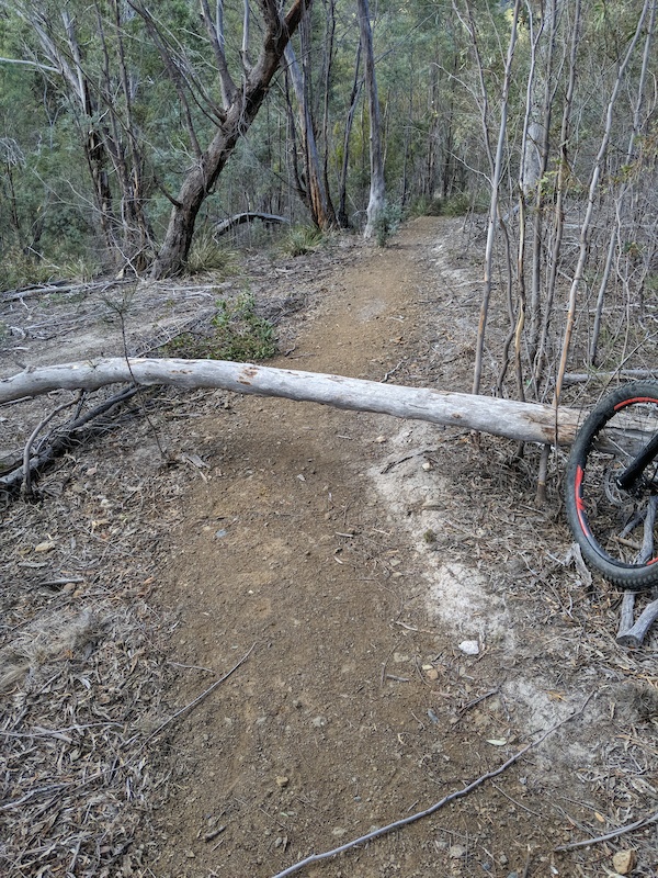 Geilston Gully Circuit Track Mountain Biking Trail Hobart