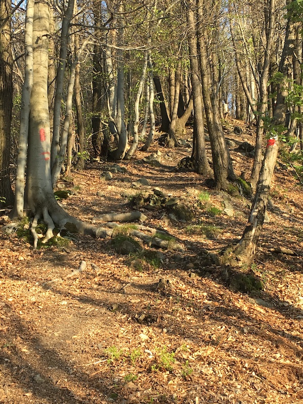 Ciastlet Mountain Biking Trail Roccaforte Mondovì