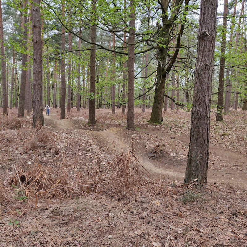 swinley forest blue trail