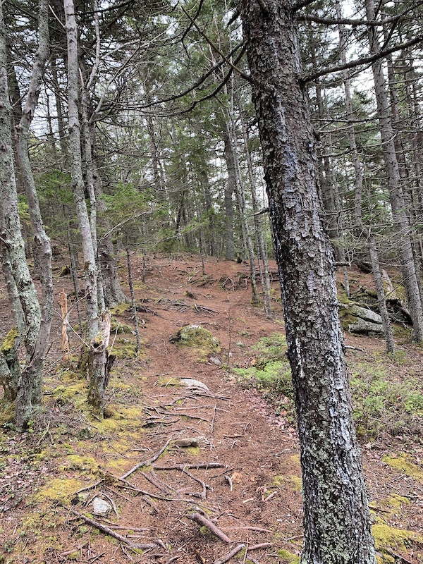 Red Trail Mountain Biking Trail Halifax, Nova Scotia