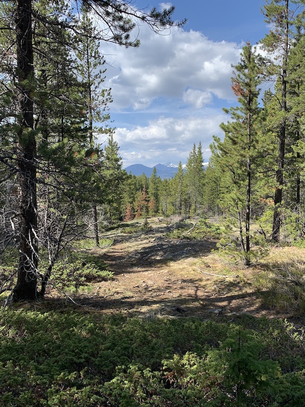 Squirrel Shit Mountain Biking Trail - Coleman, Alberta