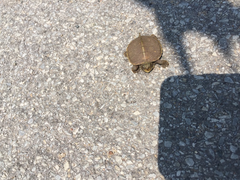 Indian Trails Golf Course, Grand Rapids Mountain Biking Trails Trailforks