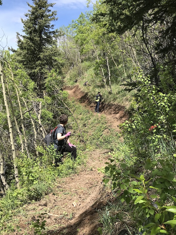 Grande Cache, Alberta Mountain Biking Trails Trailforks