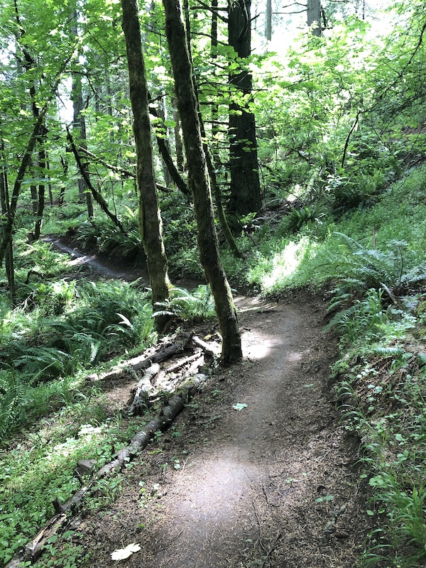 High Horse Multi Trail Corvallis, Oregon Trailforks