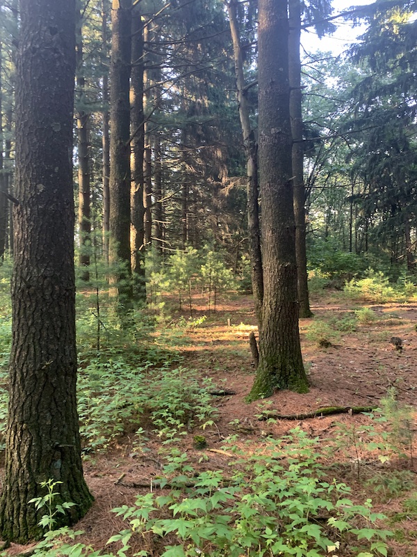 Connector Muir to Emma Multi Trail La Grange, WI