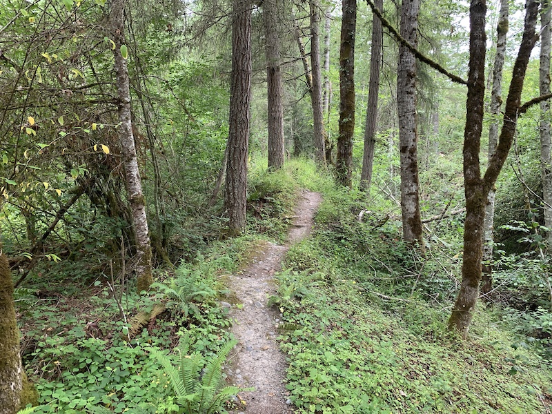 TNT Mountain Biking Trail - Maple Valley, Washington