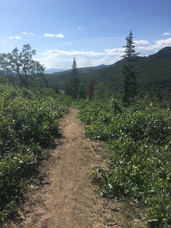 Fiddlehead Mountain Biking Trail Steamboat Springs