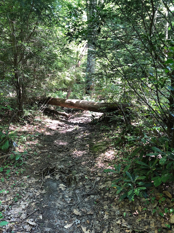 Shingletown Gap Trail Multi Trail - State College, PA