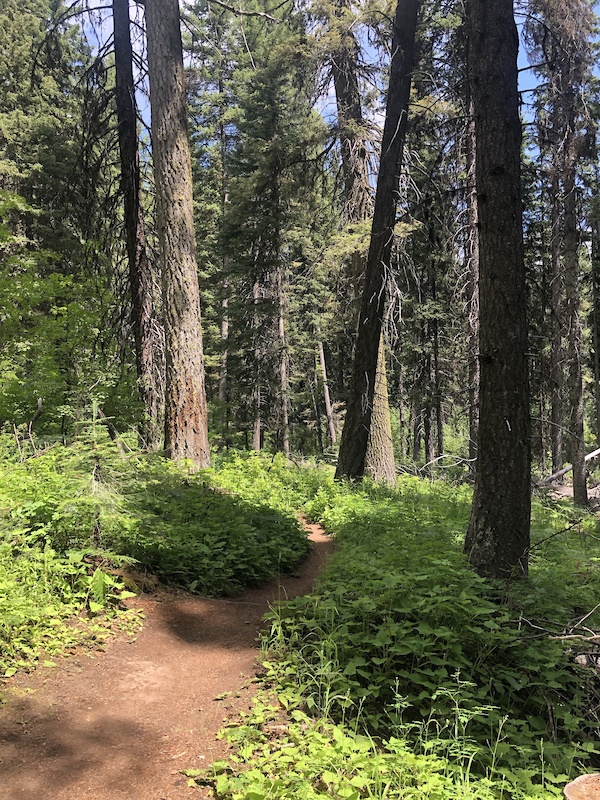 Huckleberry Bay Loop Mountain Biking Trail McCall