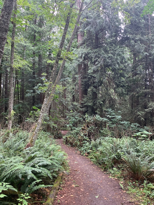 Kinnikinnick (Pink) Mountain Biking Trail - Sechelt