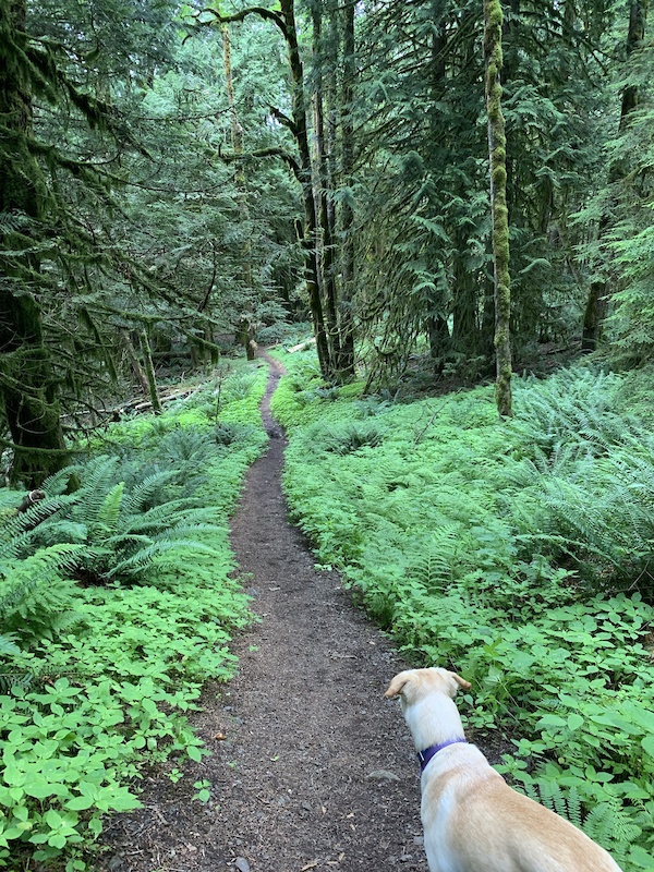 Cultus Lake Provincial Park, Chilliwack Mountain Biking Trails Trailforks