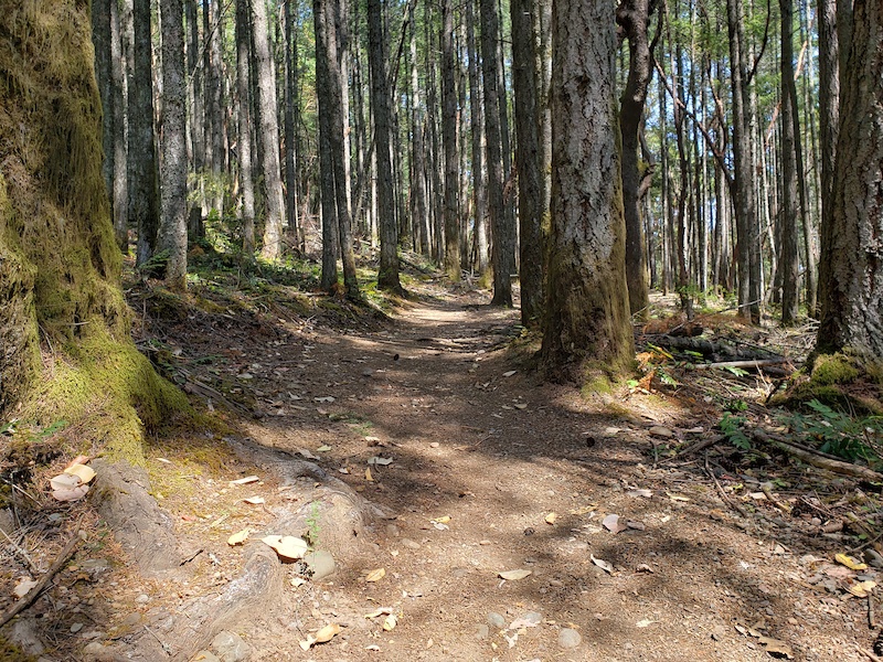 2017 Cobble Hill Classic XC Mountain Biking Route Trailforks