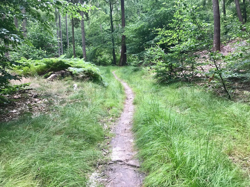 thetford forest biking