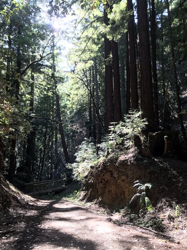 el corte de madera mountain biking