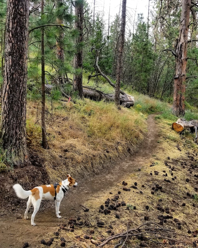 Blue Bunch Multi Trail - Spokane Valley, Washington