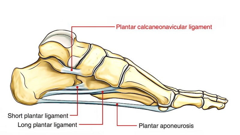 Foot Ligaments