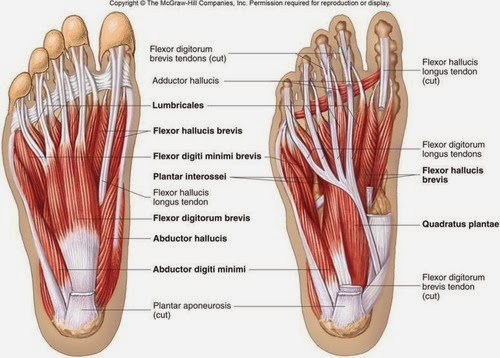 Foot Muscles 2