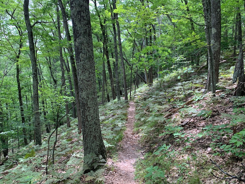 Trails at Yankee Springs Recreation Area beckon hikers from all walks 