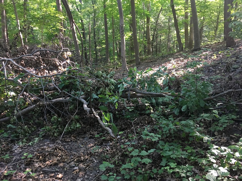 Blue trail Mountain Biking Trail Rhinebeck, New York