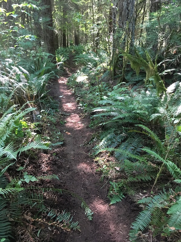 Hopper Mountain Biking Trail Maltby, WA Trailforks